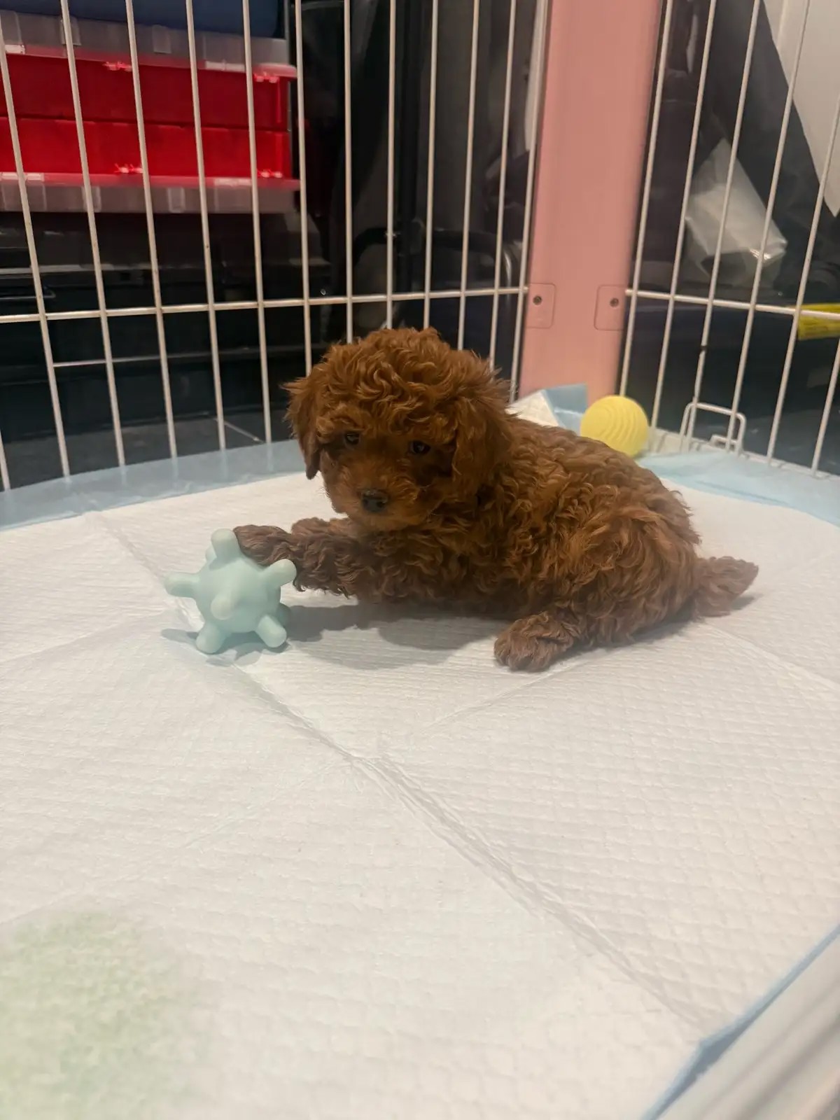 Toy poodle puppies for sale