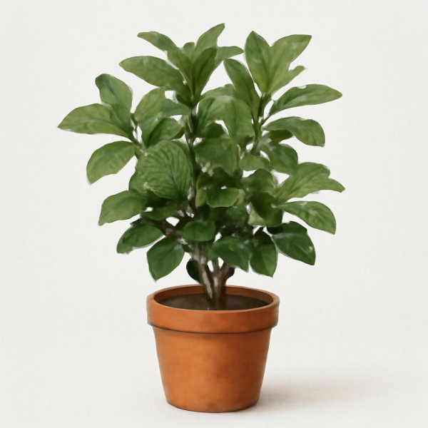 Fermo Basil Selling Fast – Grab Yours