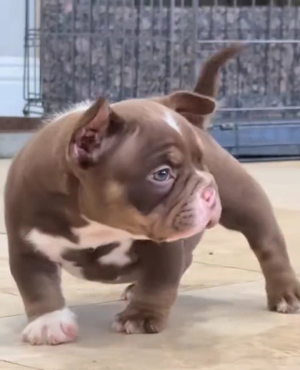 American Bully Puppy For Rehoming