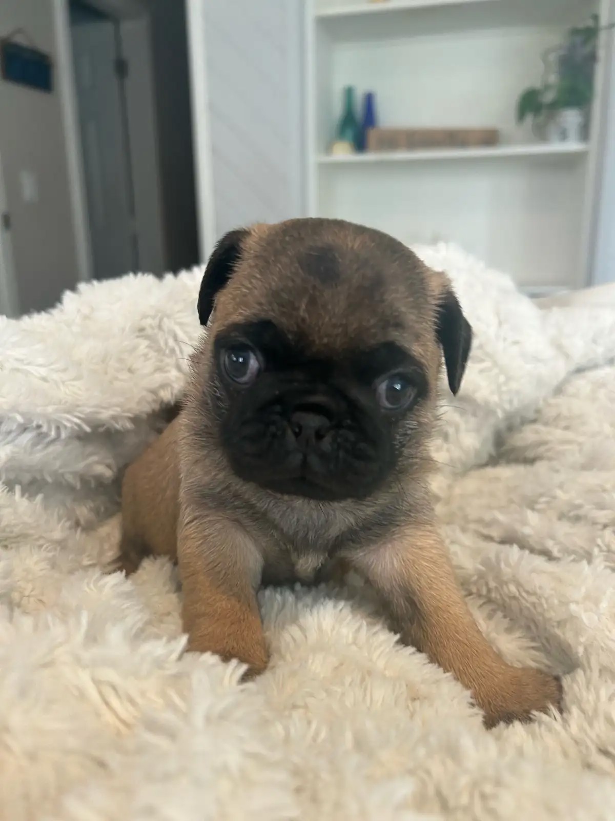 pug puppies for sale
