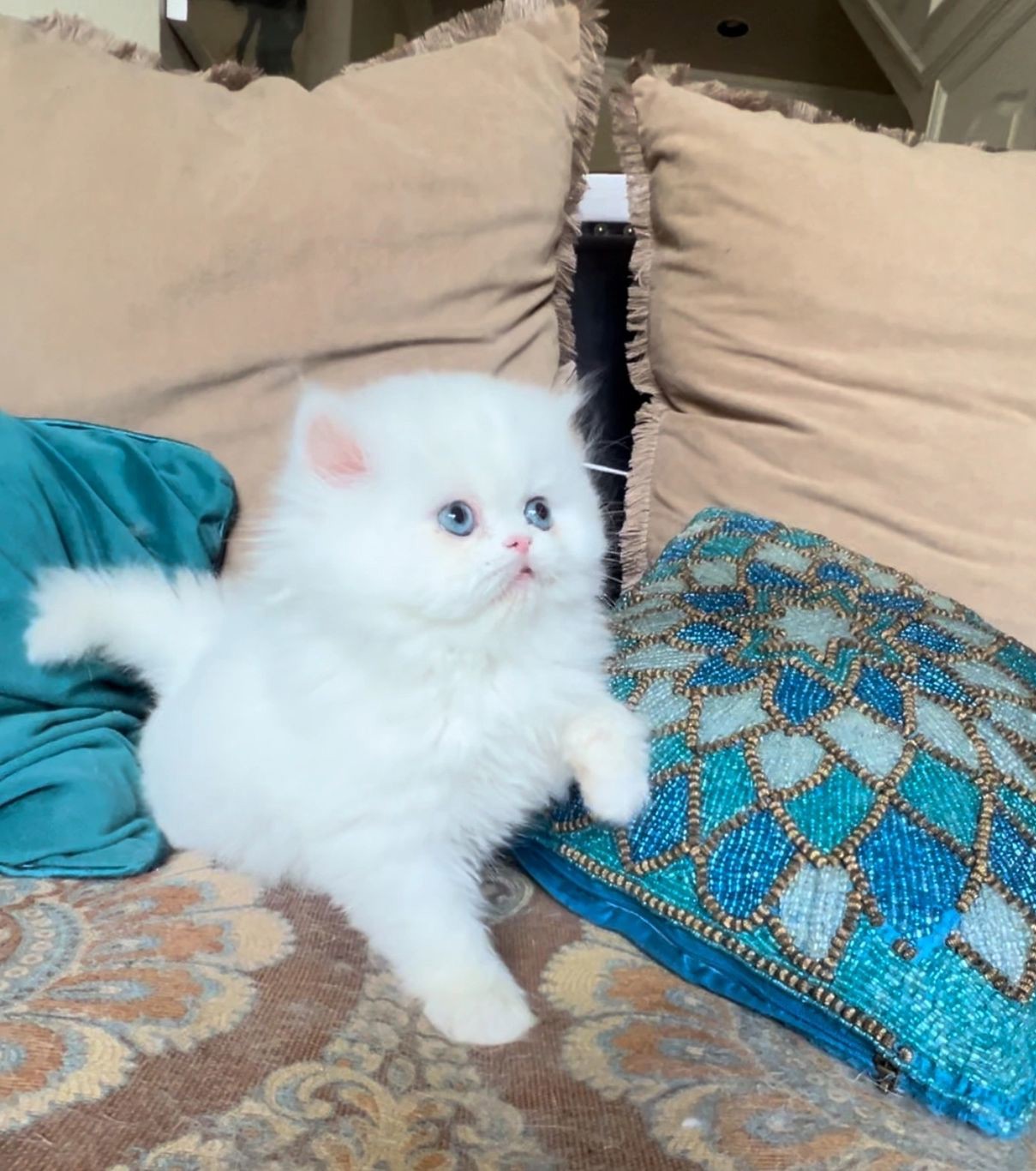 Amazing persian kittens 