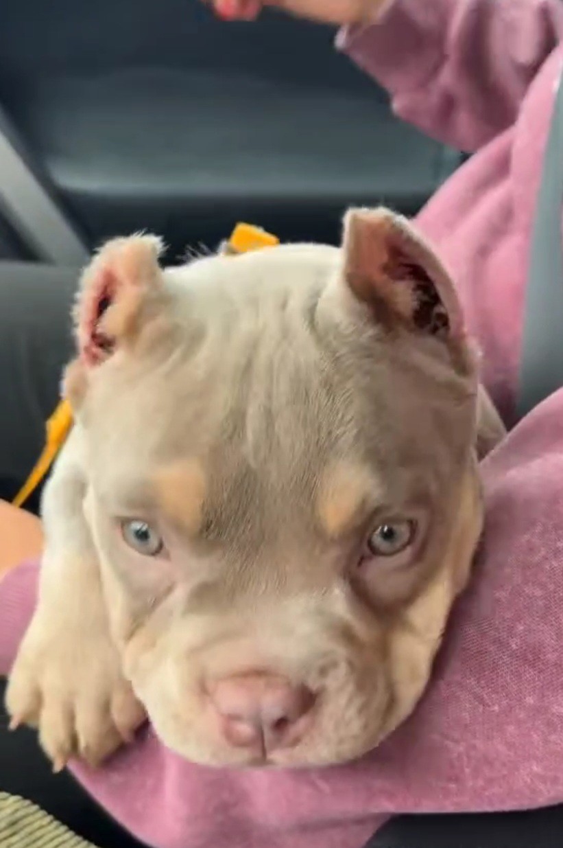 American Bully puppies for rehoming 