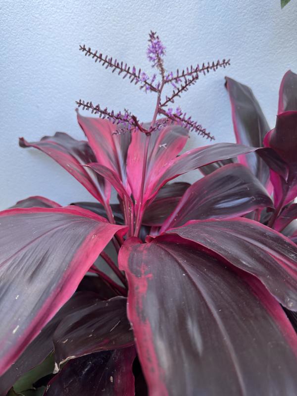 Cordyline Rubra – A Bold Foliage Plant for Modern Interiors